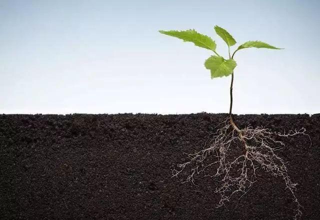 植物根系分析儀對農(nóng)業(yè)生產(chǎn)有幫助嗎？