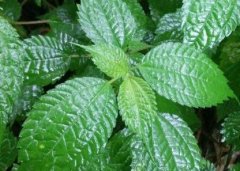 植物葉面積儀“精細化農業(yè)”中的作用！